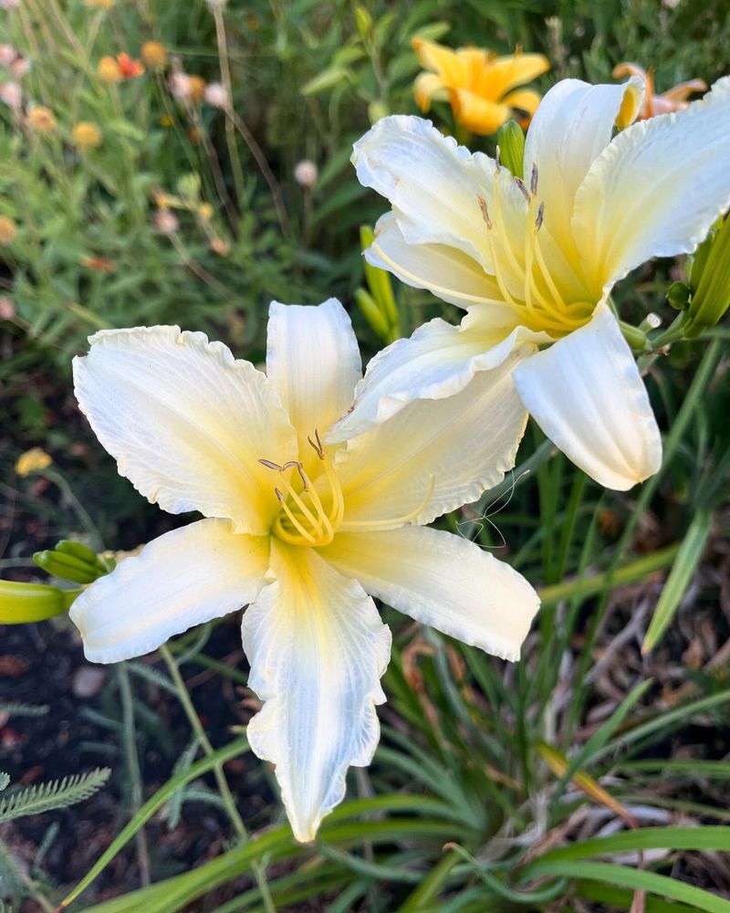 Daylilies: The Worry-Free Bloomers