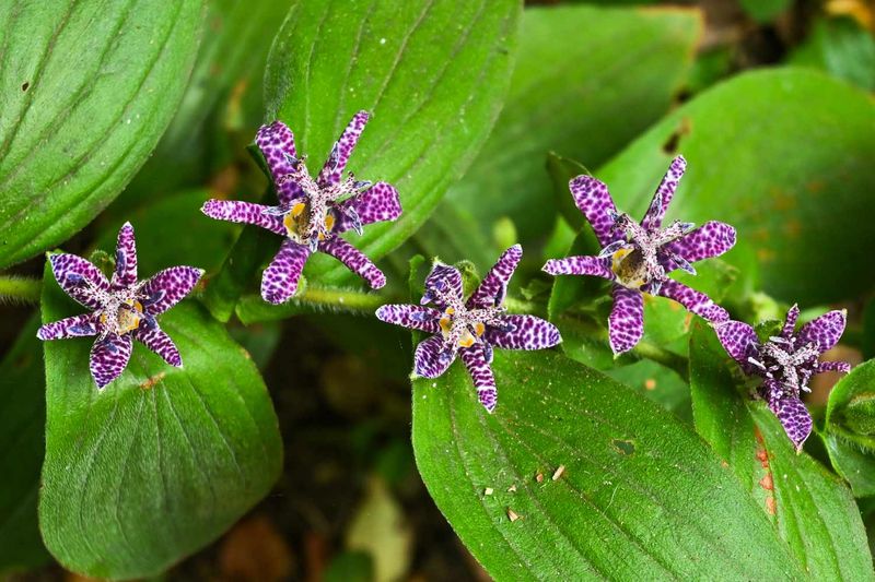 Toad Lily