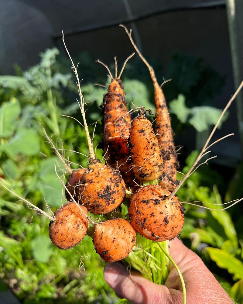 Carrots: Sweeter When Soil-Controlled