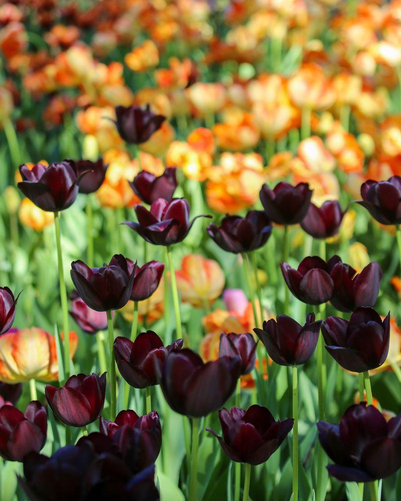 Deep Blue-Purple and Orange: Dramatic Flair