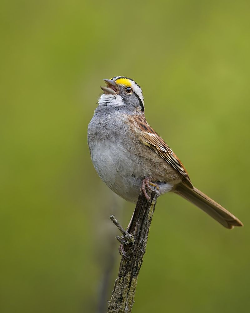 White-throated Sparrow