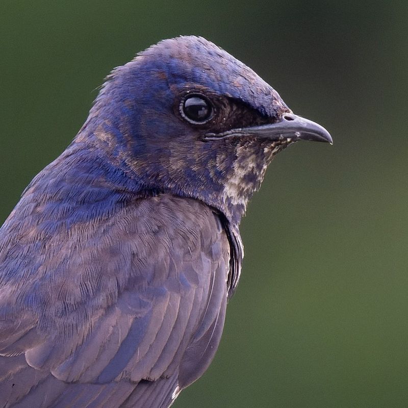 Purple Martin