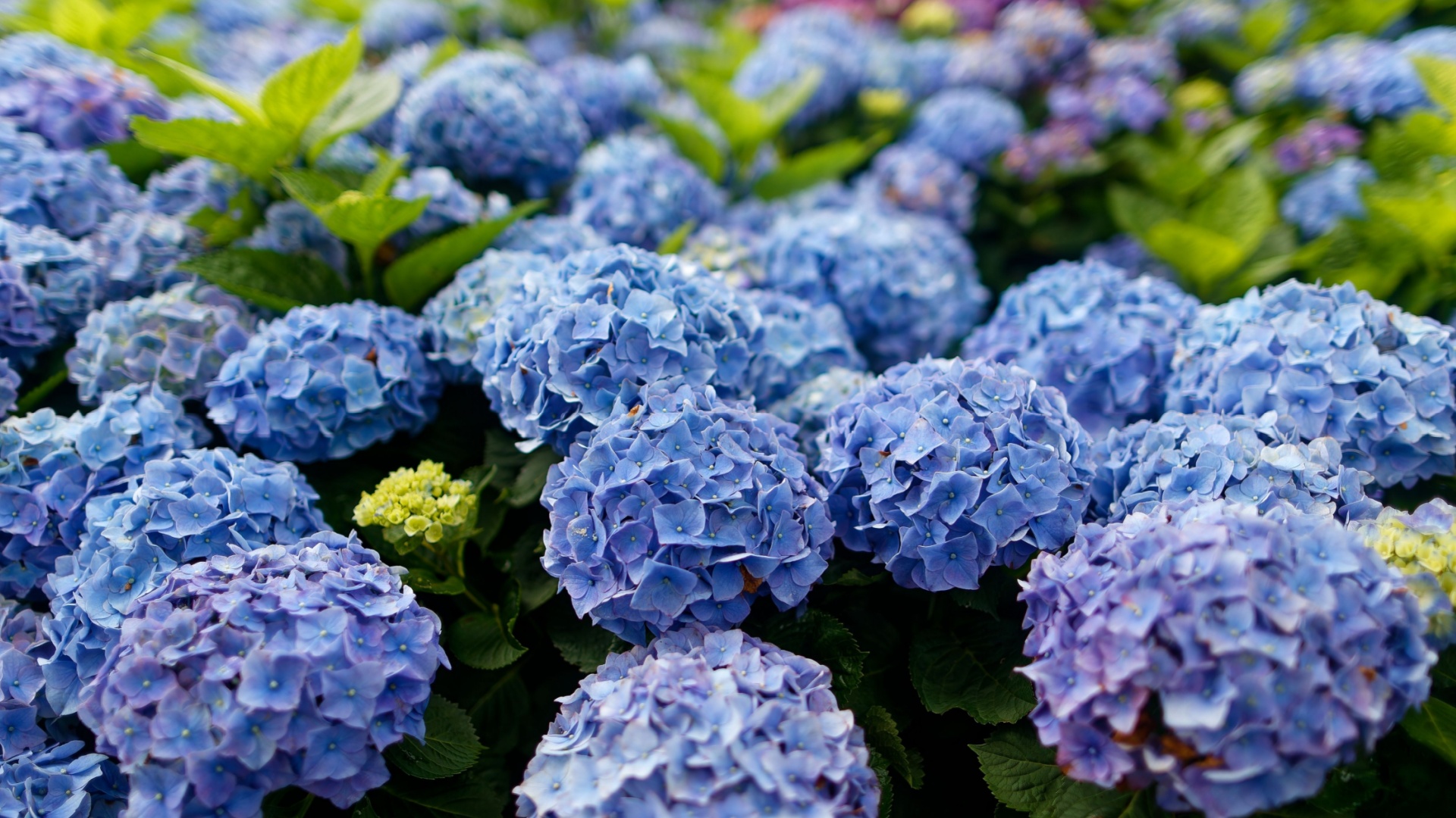 blue bigleaf hydrangea in full bloom