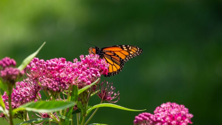 butterfly on a swamp milkweed