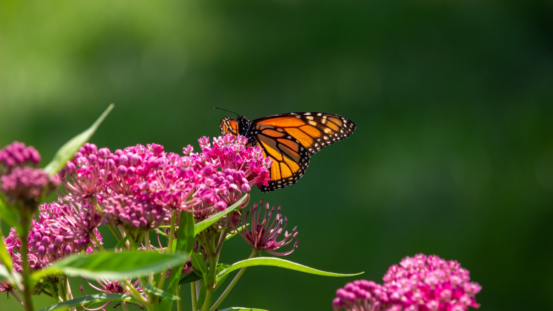 How To Grow Swamp Milkweed (And Why Your Garden Needs It)