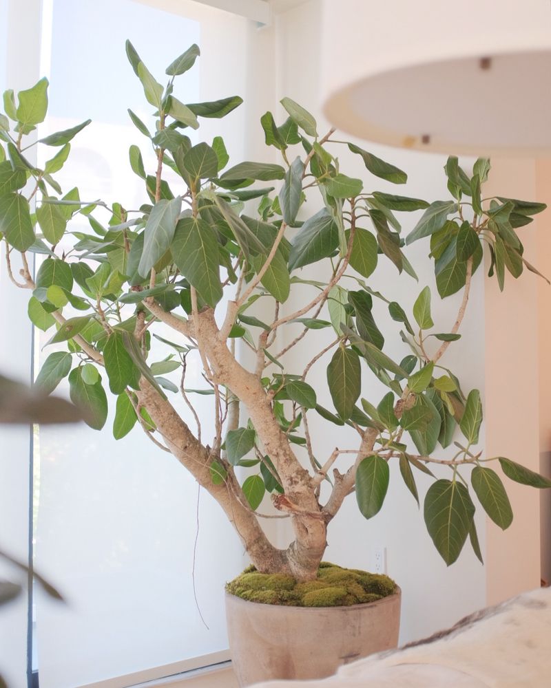 Ficus Audrey