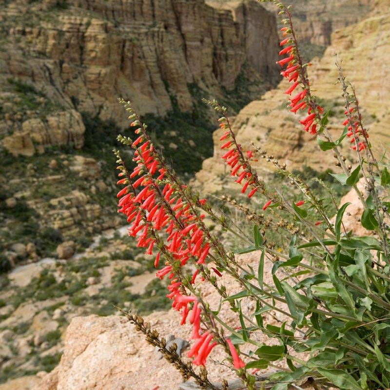 Penstemon