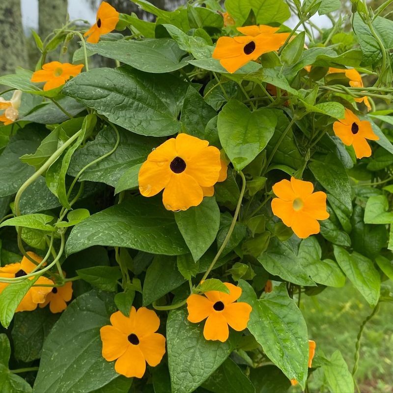 Black-eyed Susan Vine