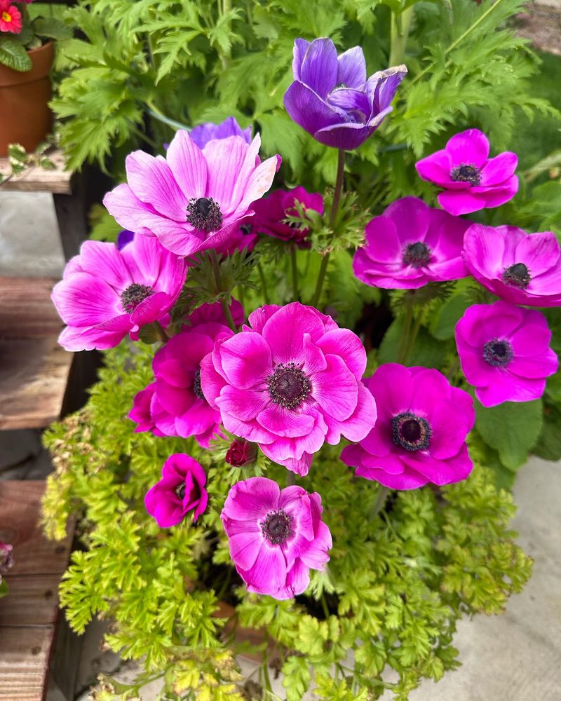 Anemones: Wind-Dancing Beauties