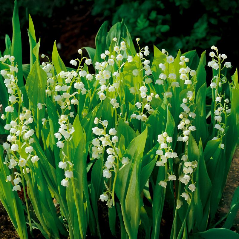 Lily of the Valley