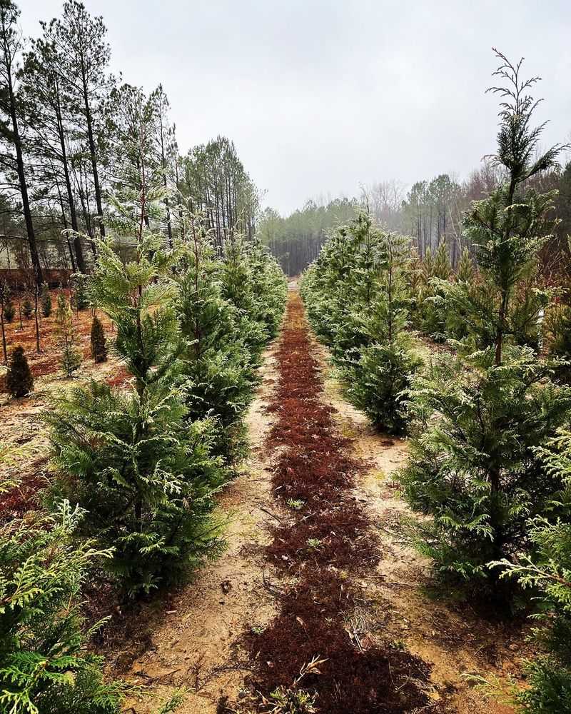 Leyland Cypress