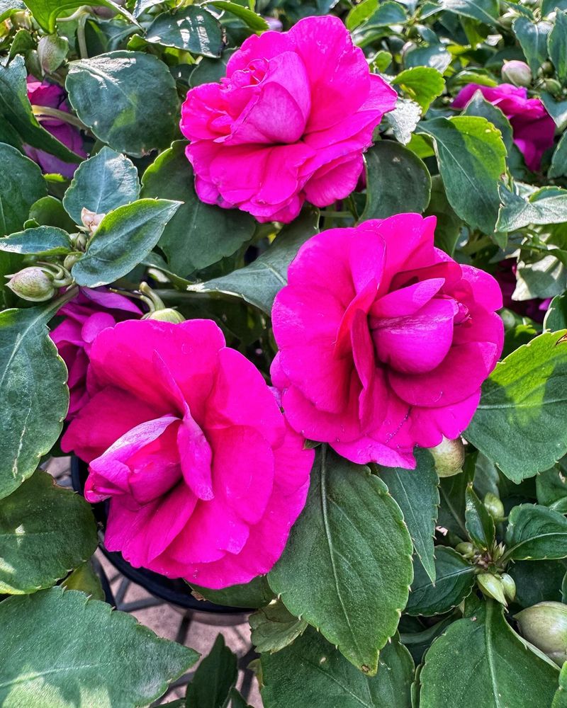 Double Impatiens