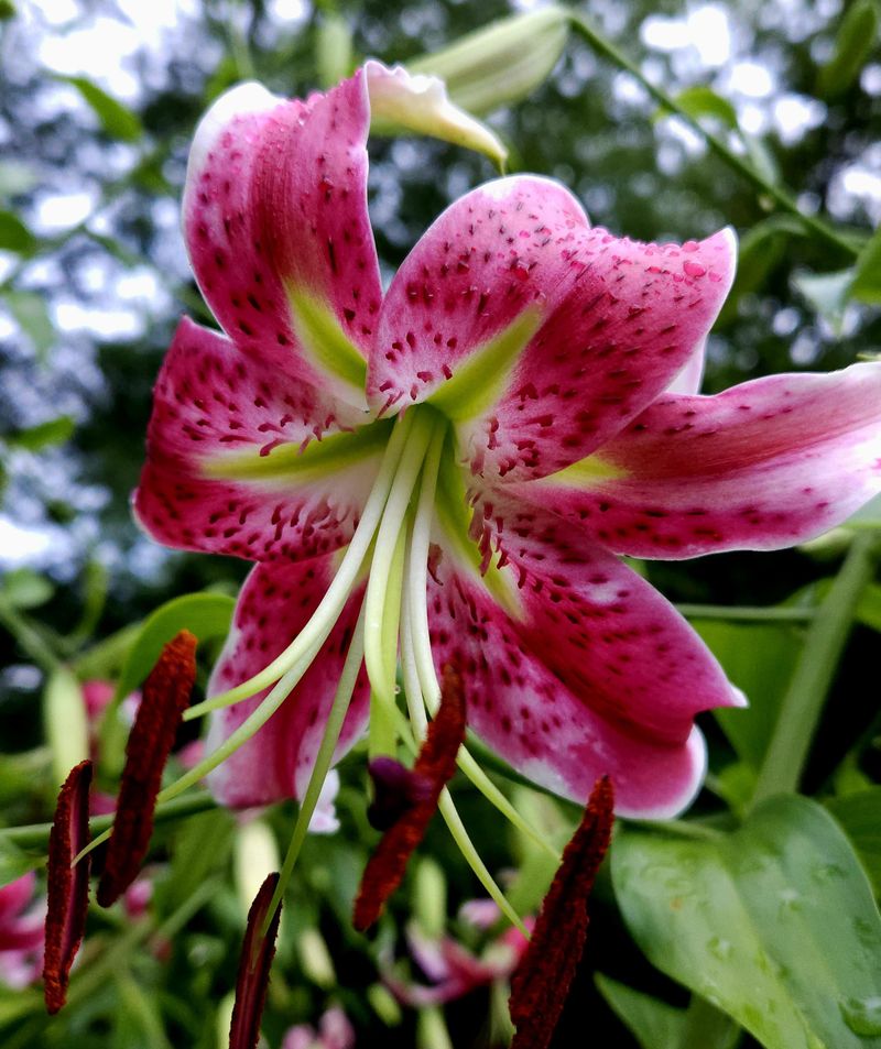 Oriental Lilies: Fragrant Divas With Special Needs