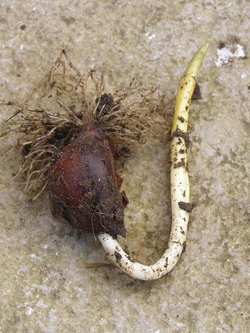 Bulbs Planted Upside Down