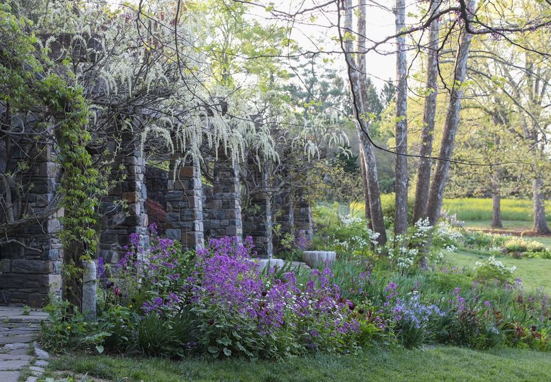 Golden Japanese Wisteria (Wisteria floribunda 'Shiro Noda')