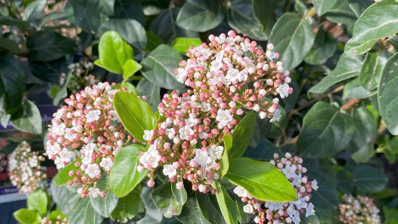 Viburnum