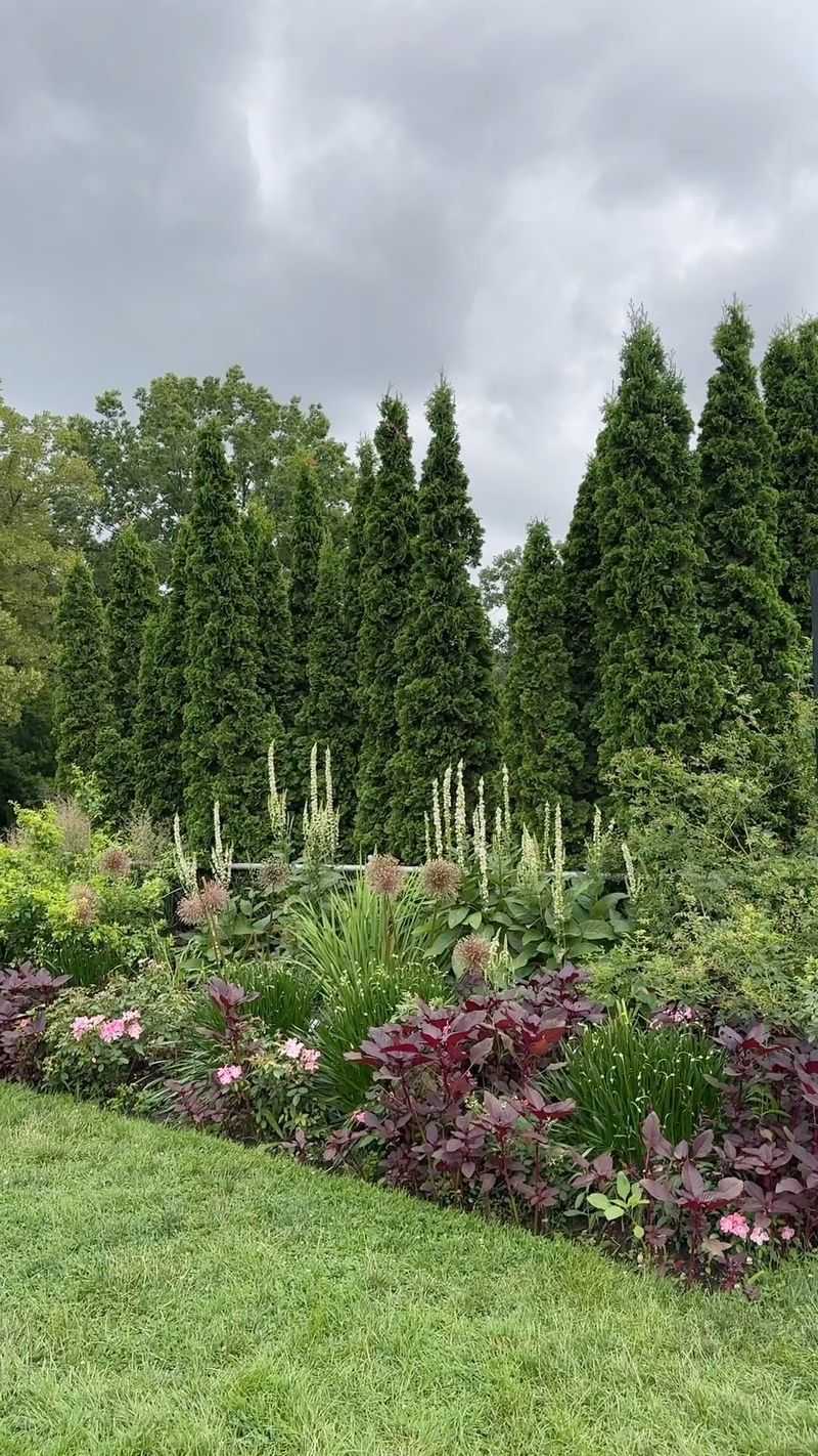 Arborvitae