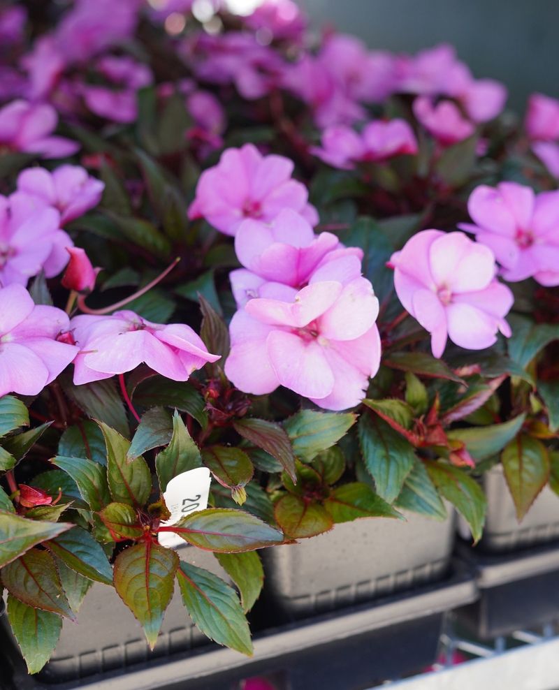 Impatiens