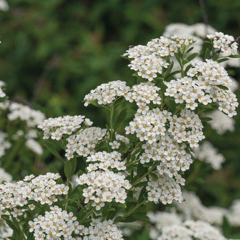 Spiraea Nipponica