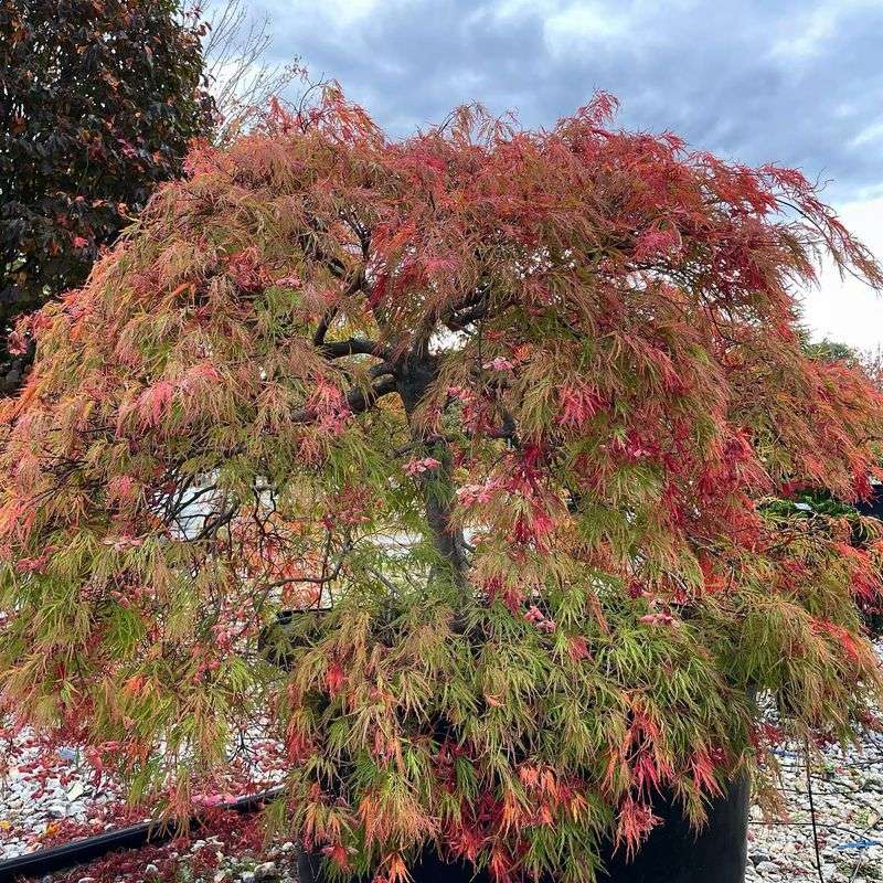 Japanese Maple