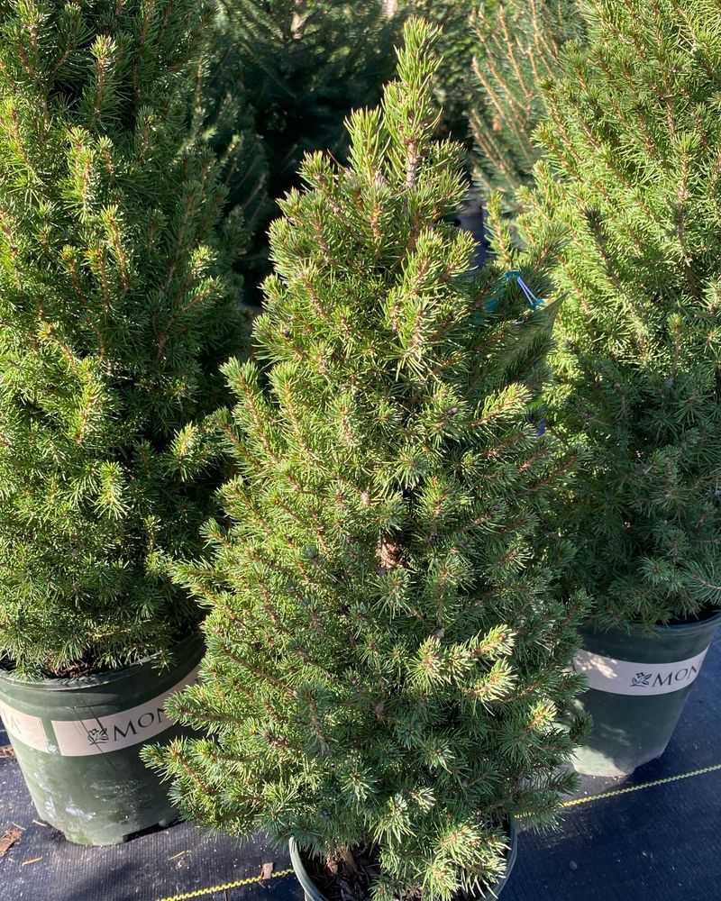 Alberta Spruce