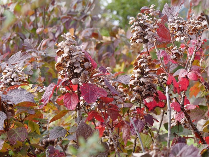 Oak-Leaf Varieties Change Color Twice