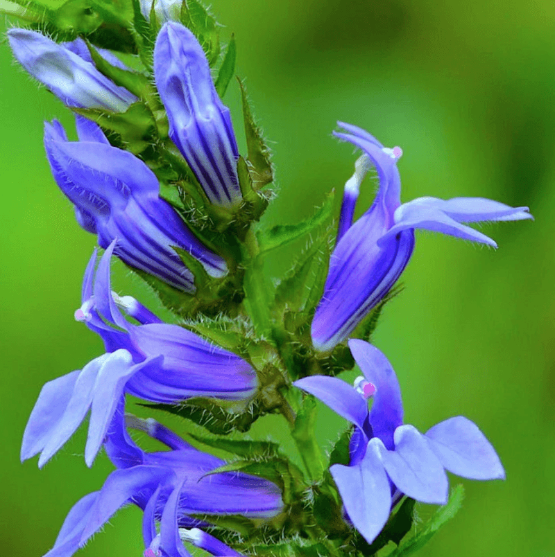 Lobelia