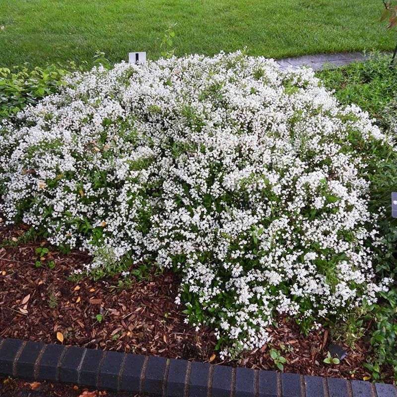 Deutzia 'Nikko'