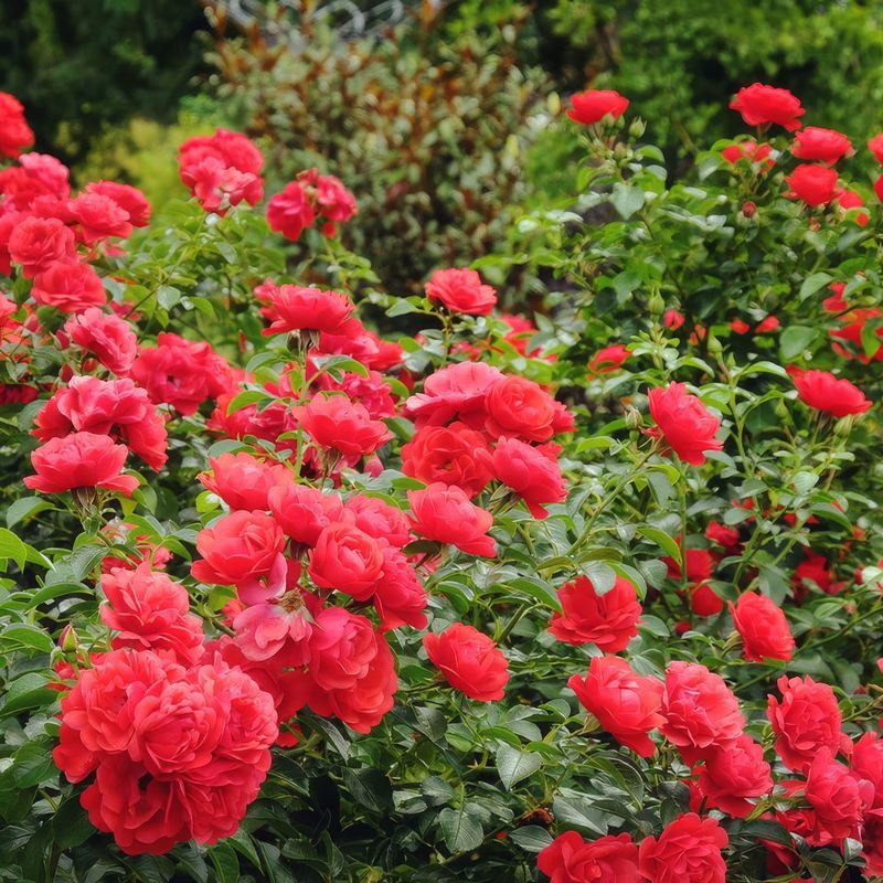 Roses