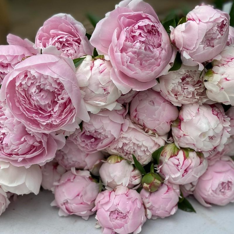 Peonies