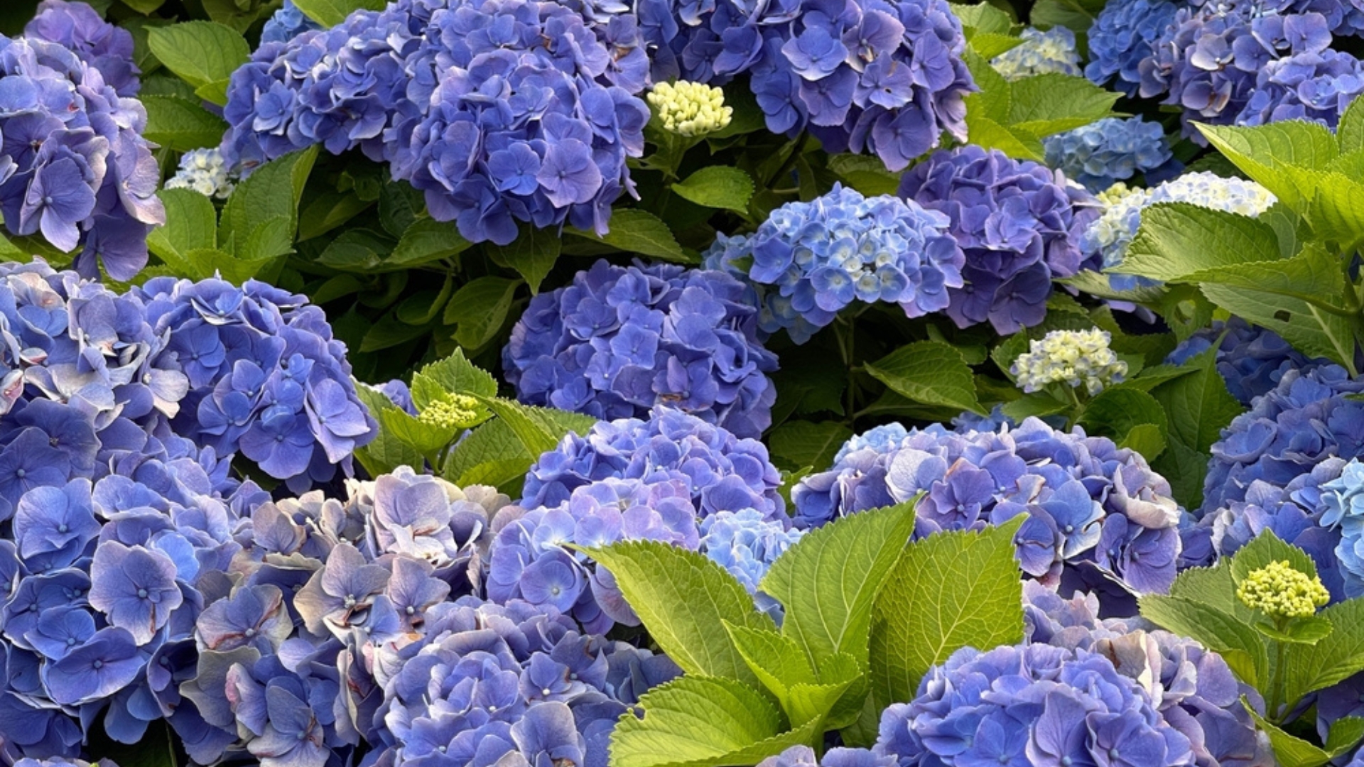 Hydrangeas Are Ready to Bloom—Just Don’t Make These 15 Mistakes This Month