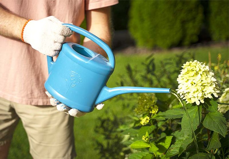 Watering at the wrong time
