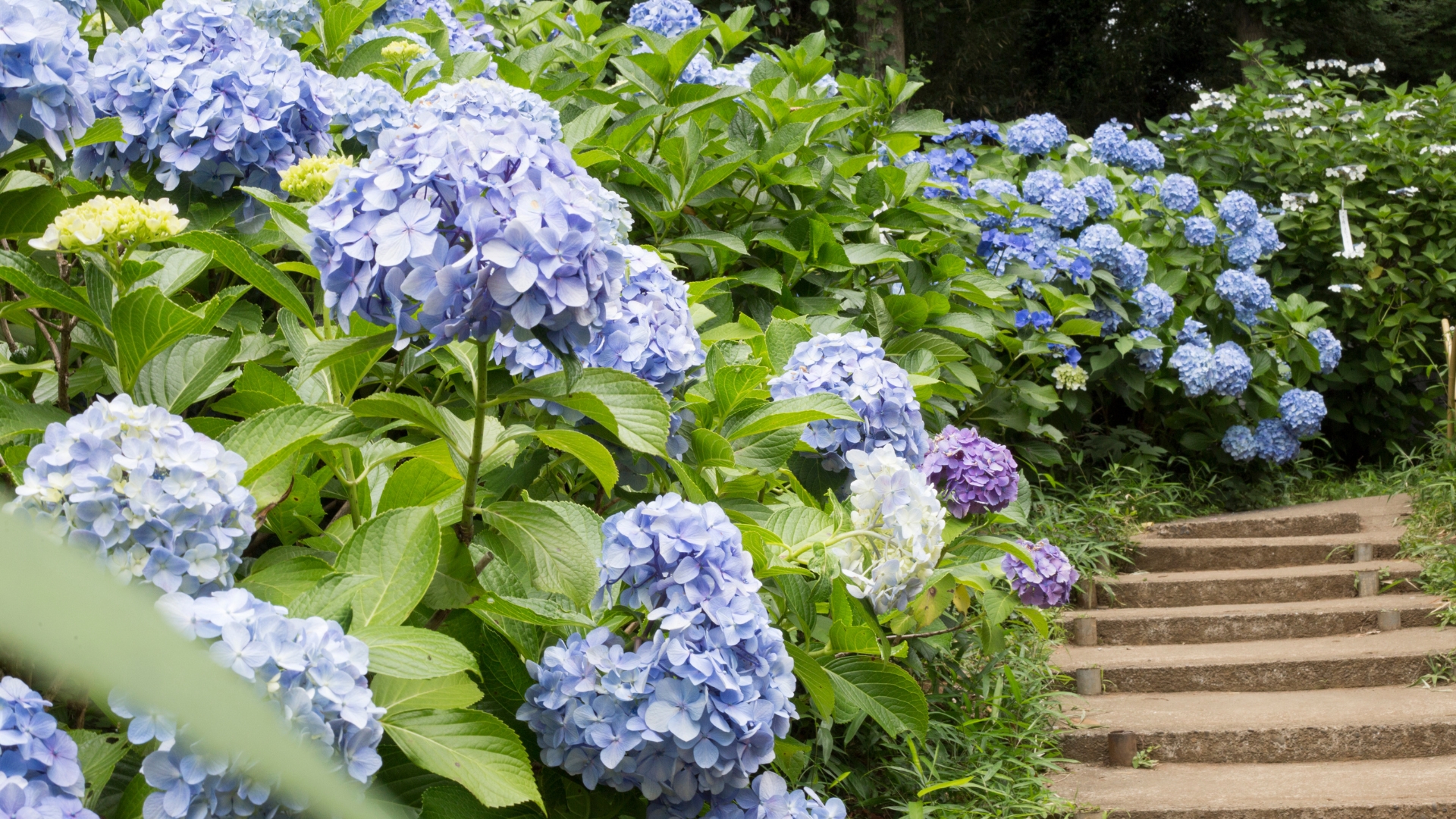 hydrangeas