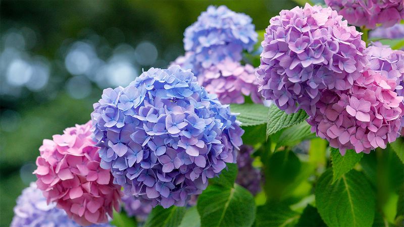 Changing Flower Color Works For All Hydrangeas