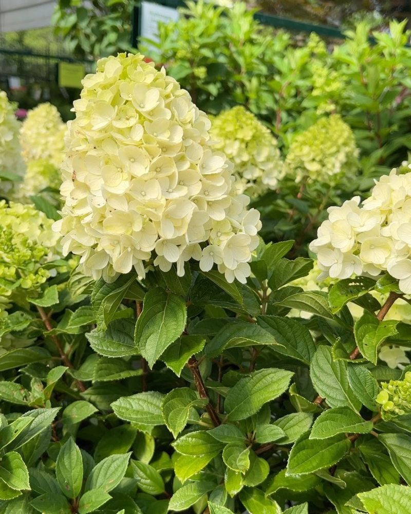 Hydrangeas Can't Grow In Full Sun