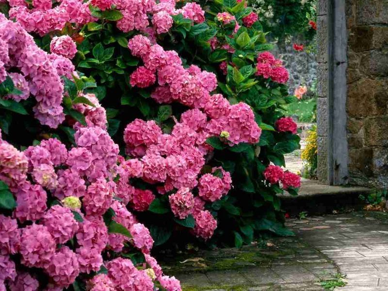 Lime Makes Hydrangea Flowers Pink