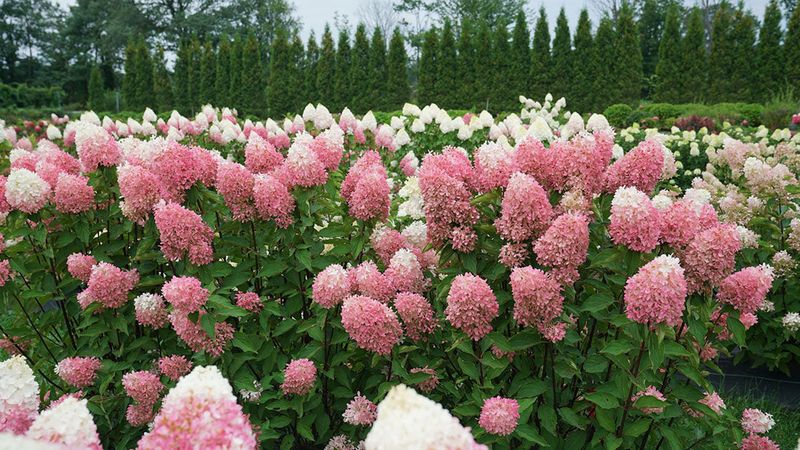 All Hydrangeas Prefer Acidic Soil