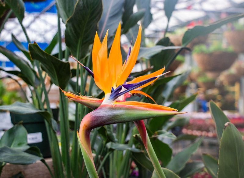 Bird of Paradise
