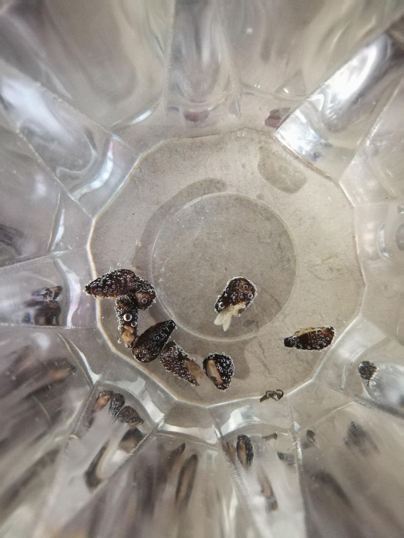 Breaking Seed Dormancy