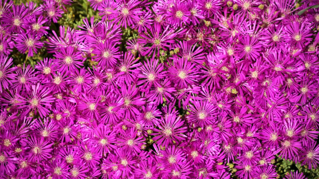 ice plant purple flowers