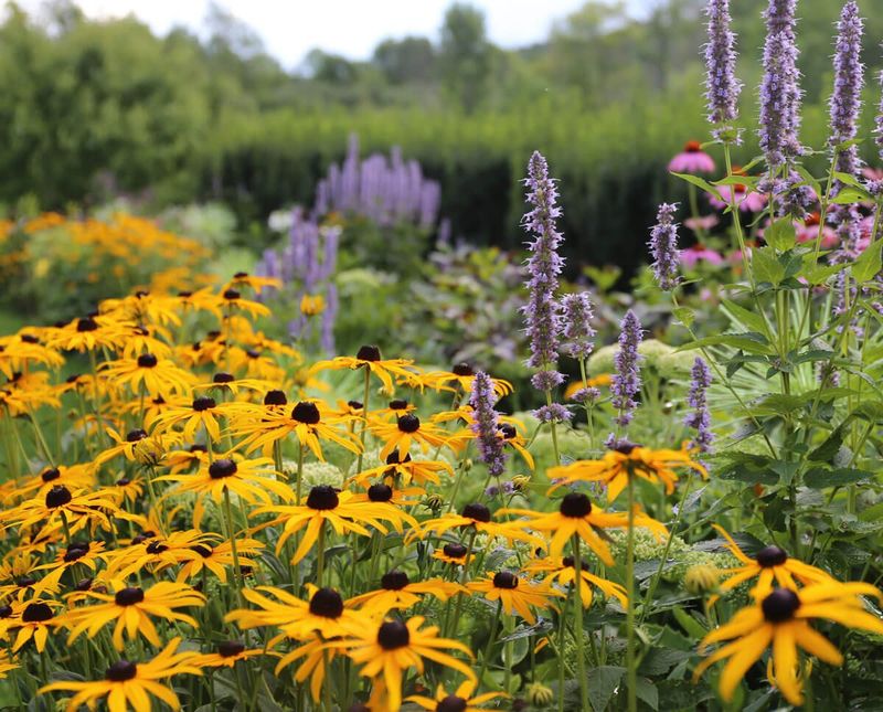Catmint: A Prolific Bloomer That Takes Off On Its Own