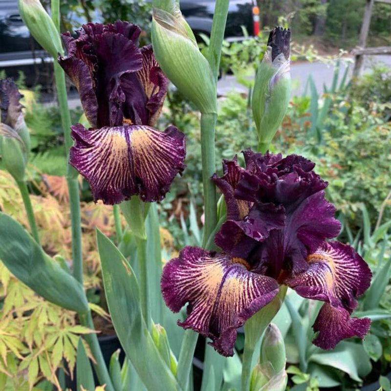Select Companion Plants Wisely