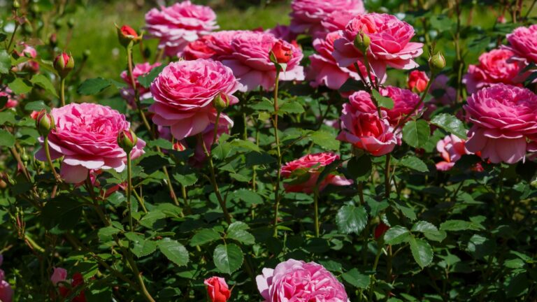 Princess Alexandra of Kent Rose flower
