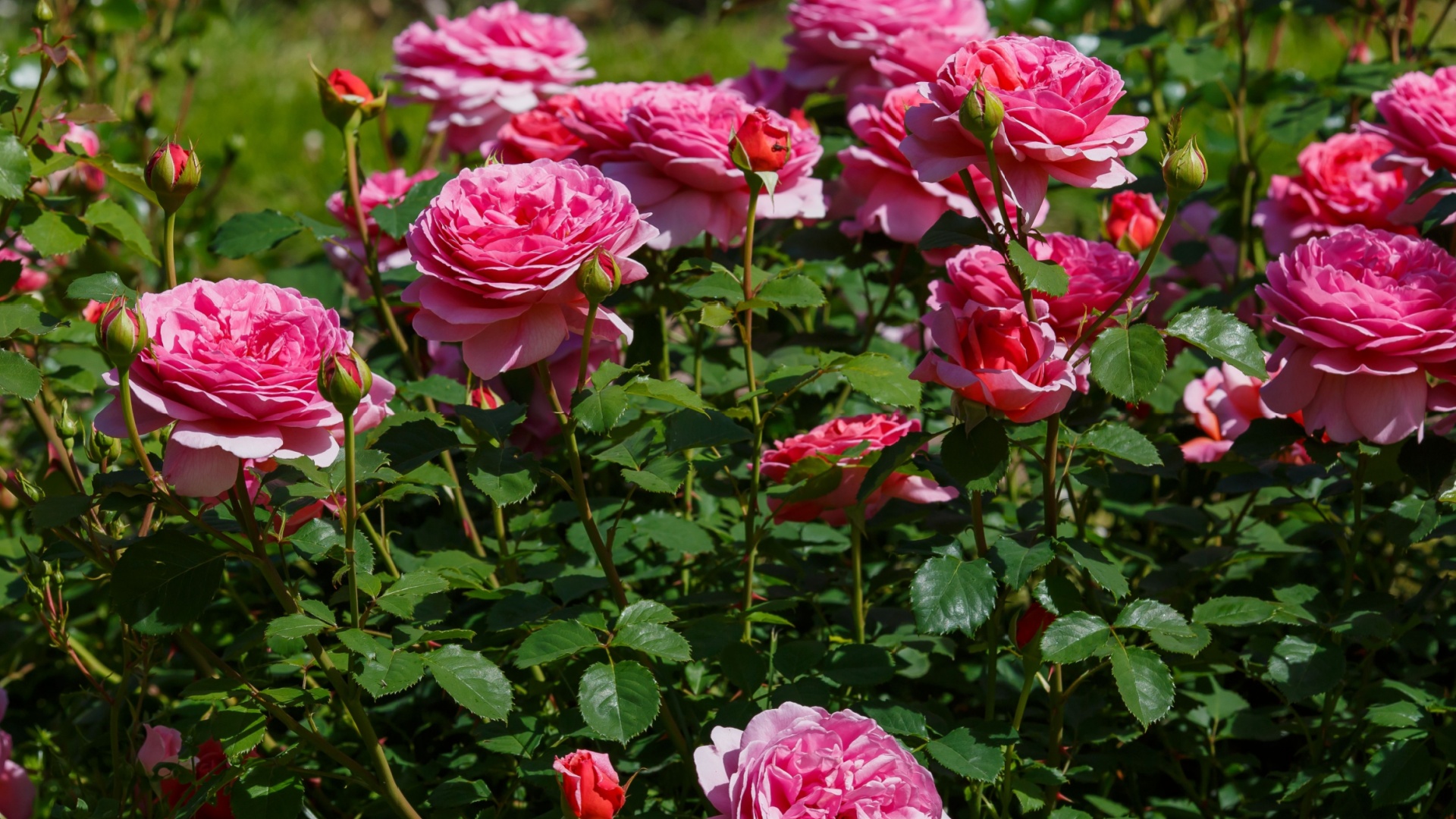 If You’re A Rose Enthusiast, Here Are 42 Must-Have Varieties To Add To Your Garden