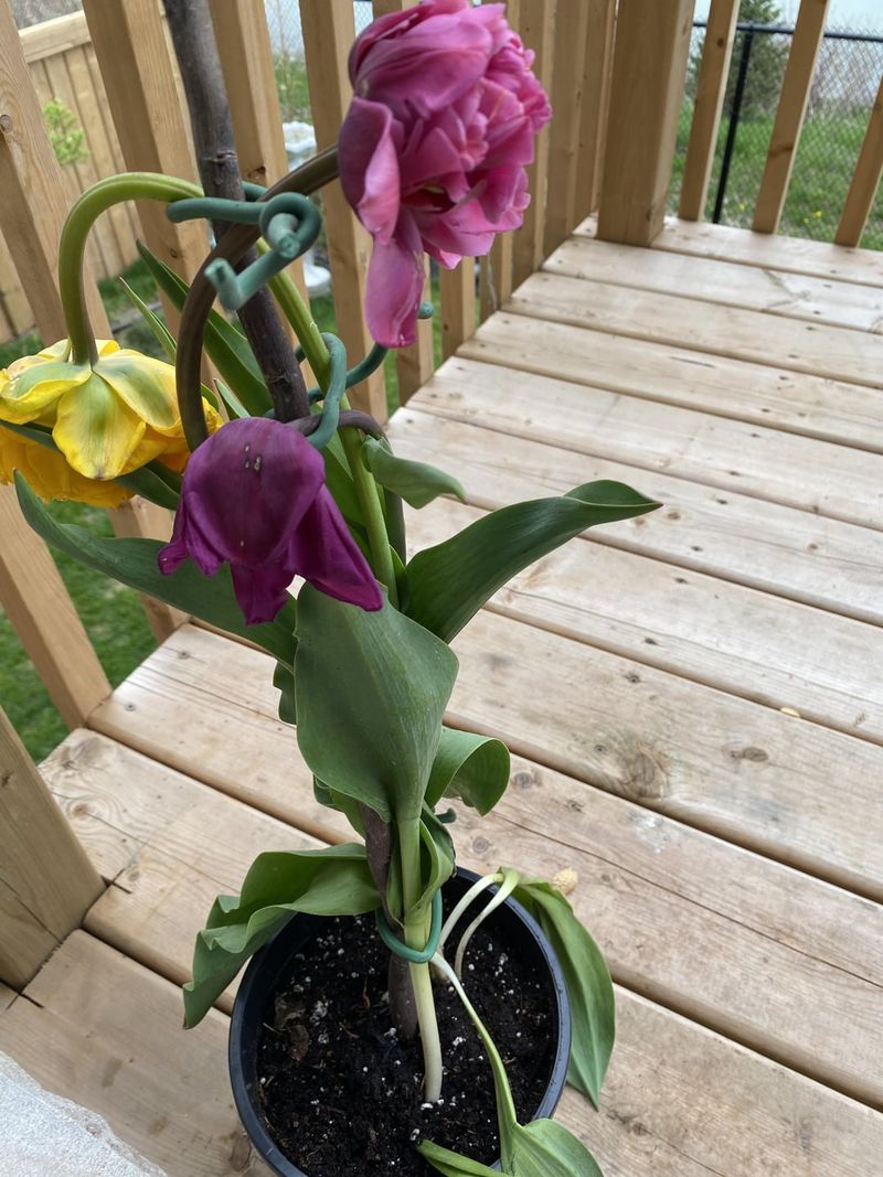 Leaving Dead Flowers Attached