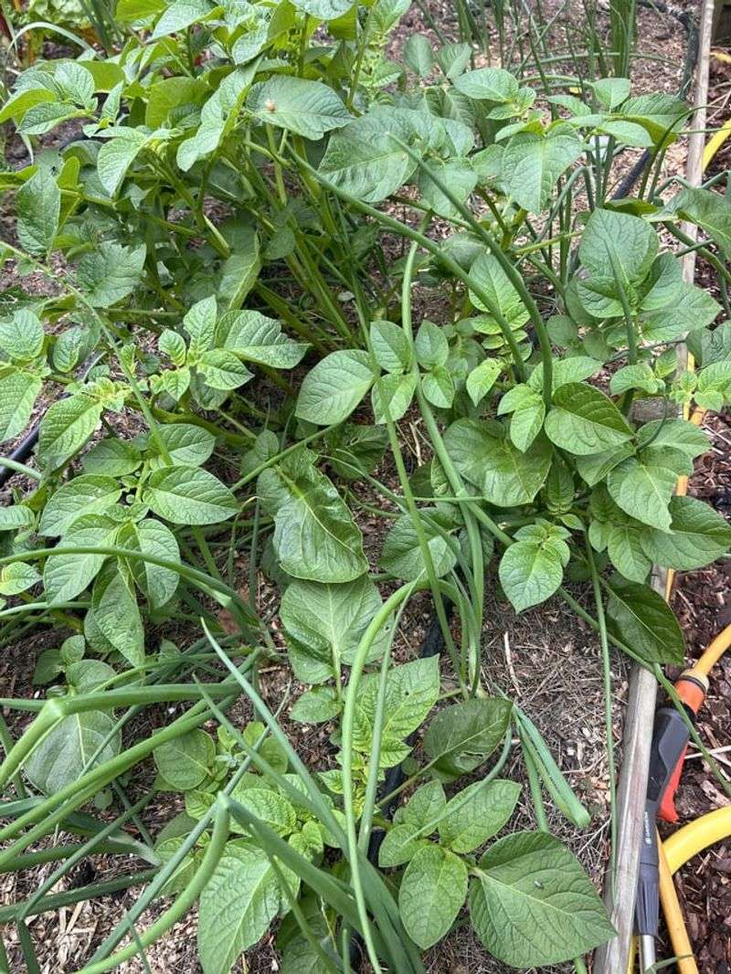 Forgetting To Remove Volunteer Potato Plants