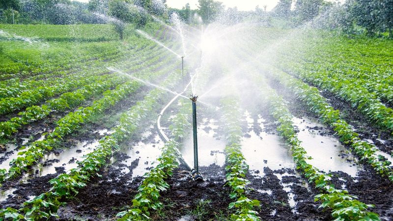 Overhead Watering Madness