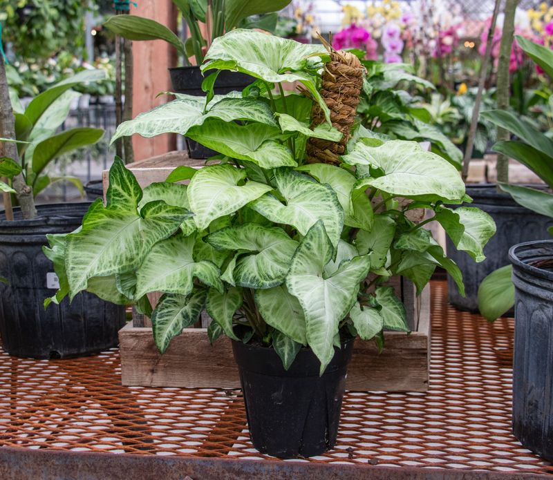 Talking To Plants For Emotional Connection