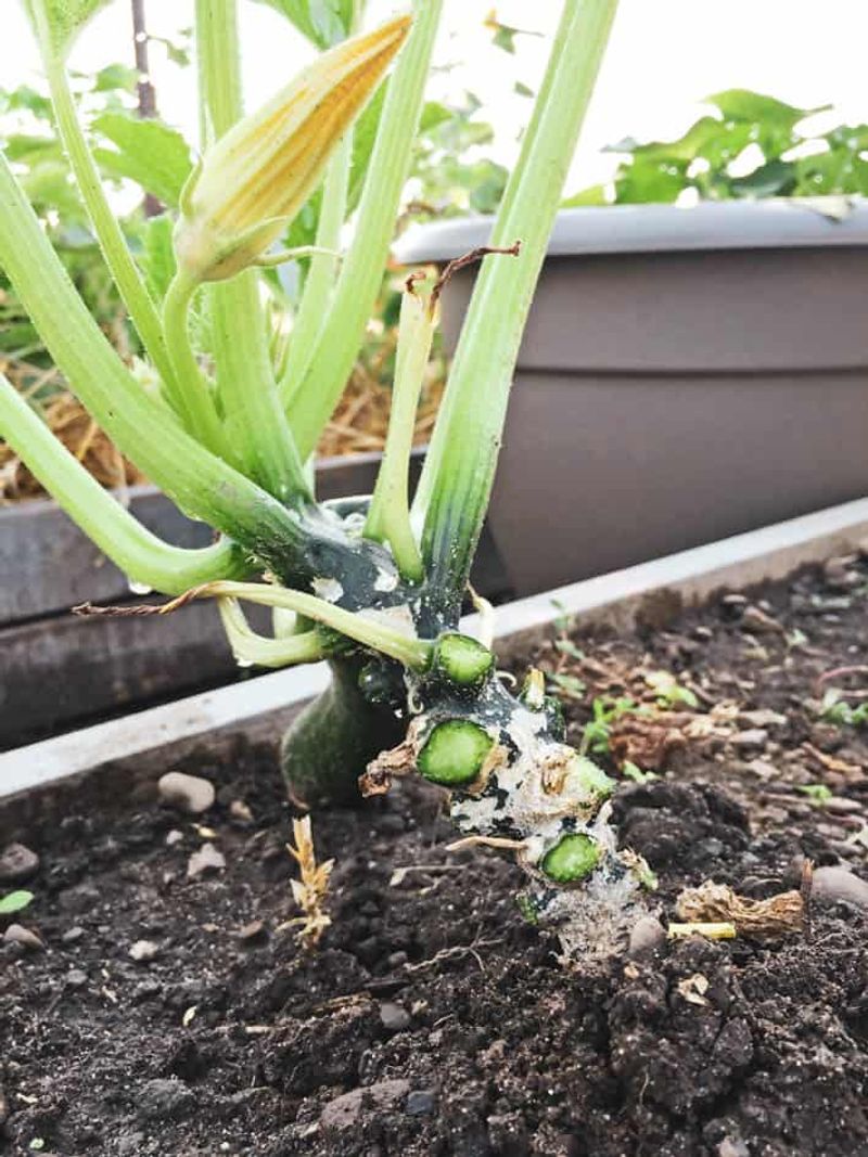 Disturbing The Root System