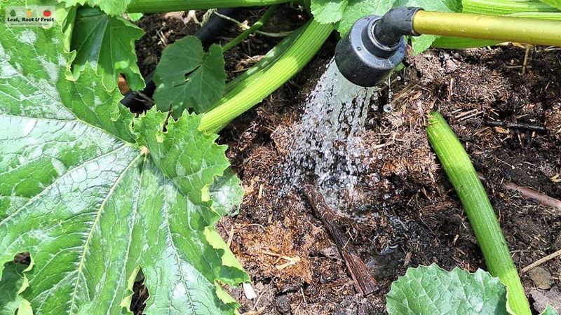 Watering Foliage Instead Of Soil